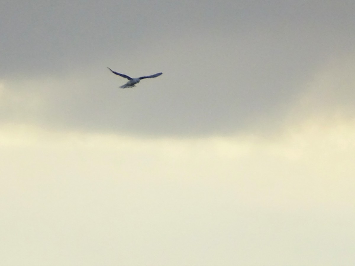 White-tailed Kite - ML59562781