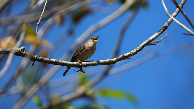 House Wren - ML595627811