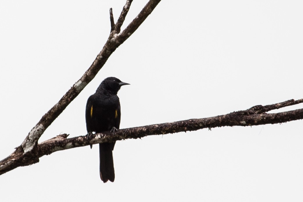 Golden-tufted Grackle - Daniel Hinckley | samazul.com