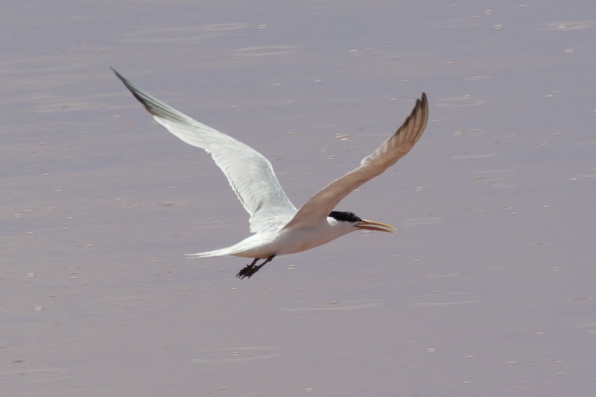 Elegant Tern - ML595628511