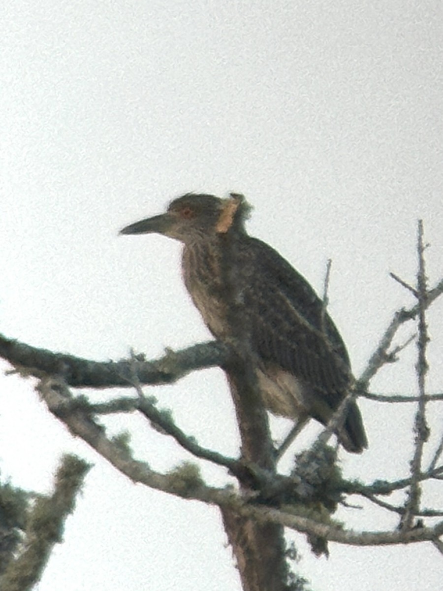 Yellow-crowned Night Heron - ML595629341