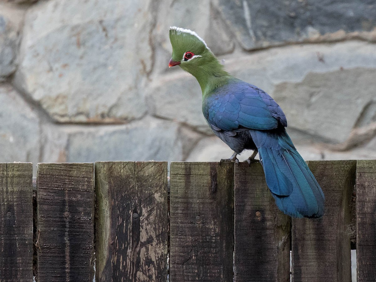 Knysna Turaco - ML59562981