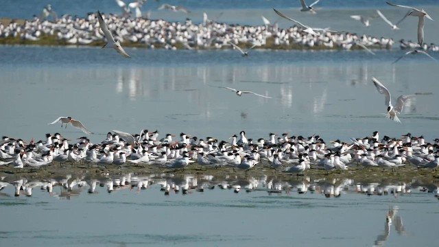 Elegant Tern - ML595630401