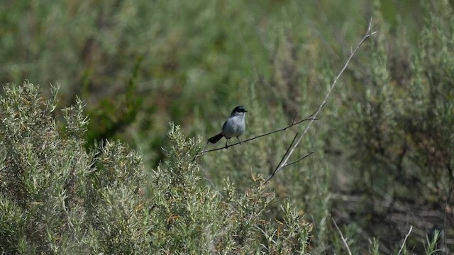 California Gnatcatcher - ML595631381