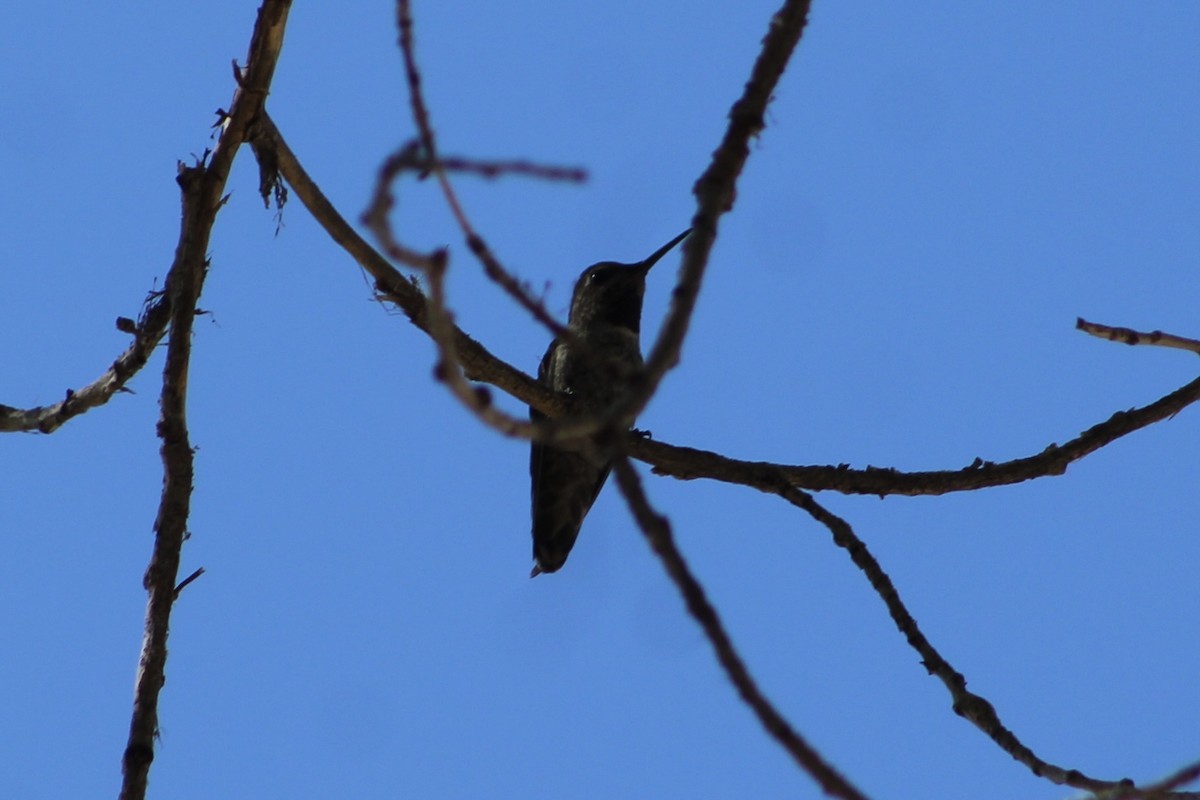 Anna's Hummingbird - ML595631451