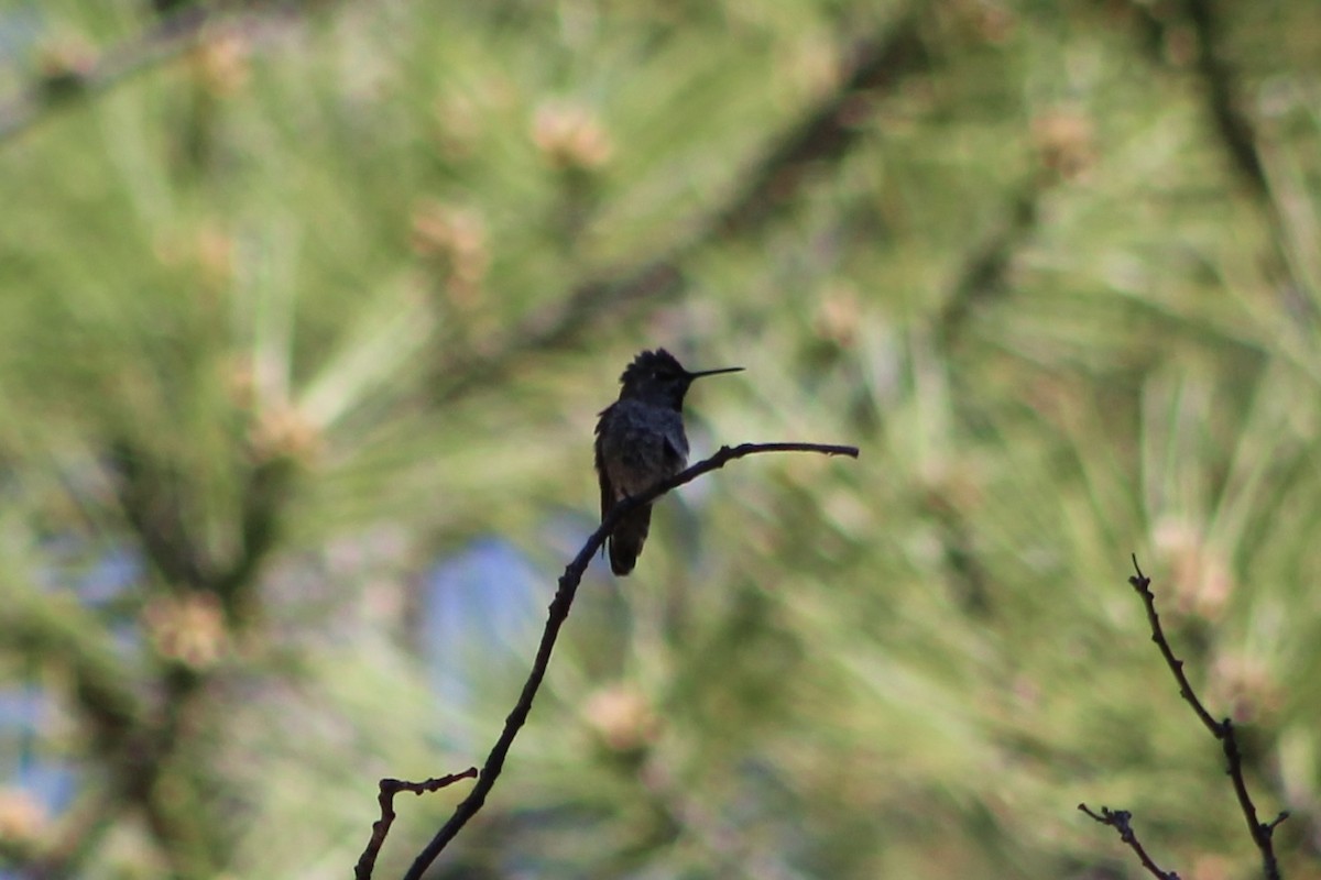 Anna's Hummingbird - ML595631461