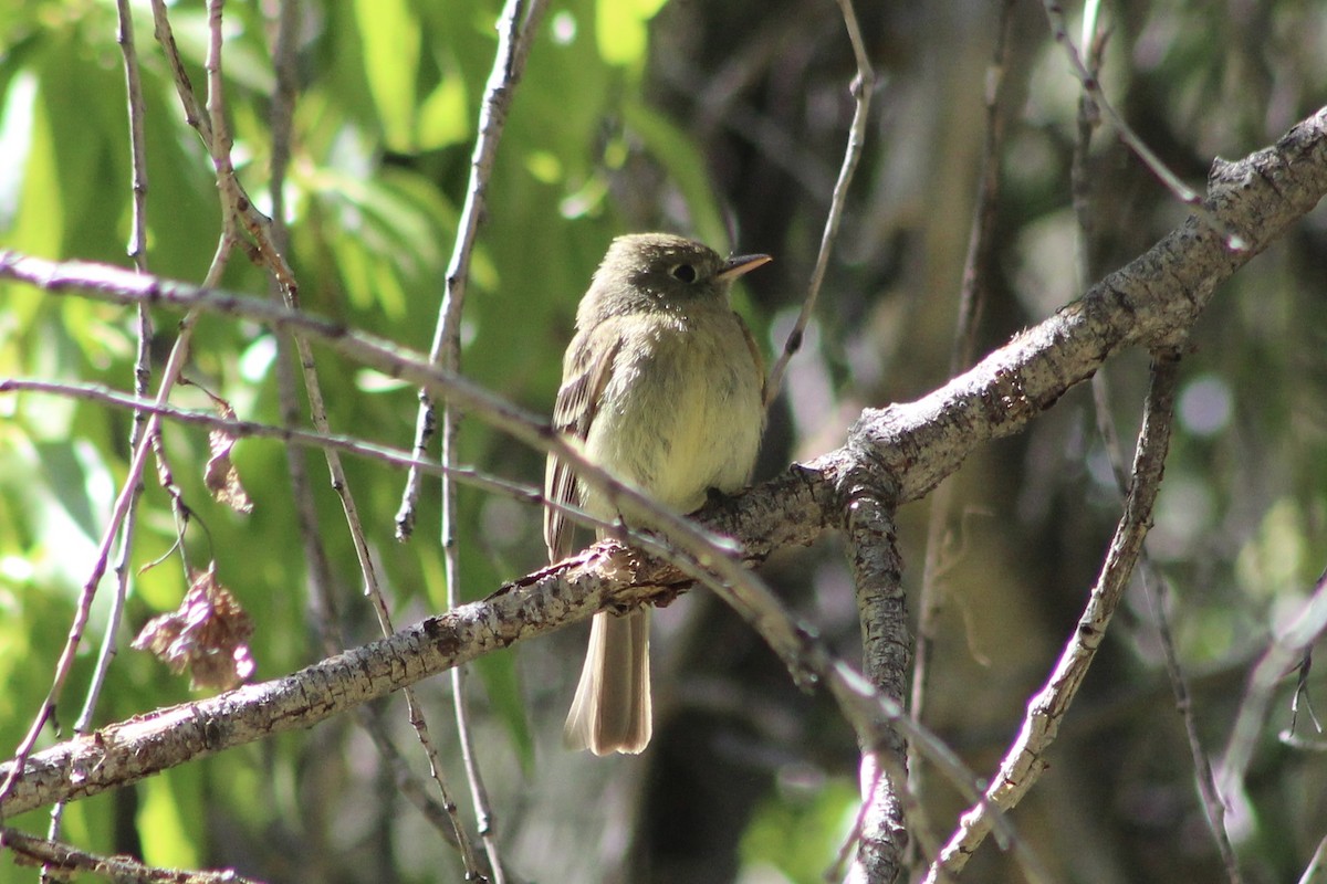 Western Flycatcher (Cordilleran) - ML595632011