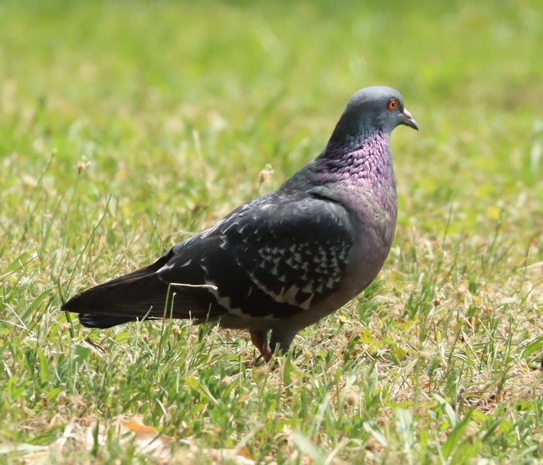 Rock Pigeon (Feral Pigeon) - ML595632861