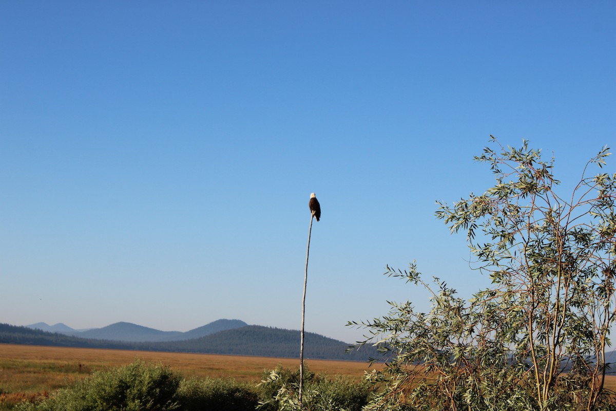 Bald Eagle - ML595633411