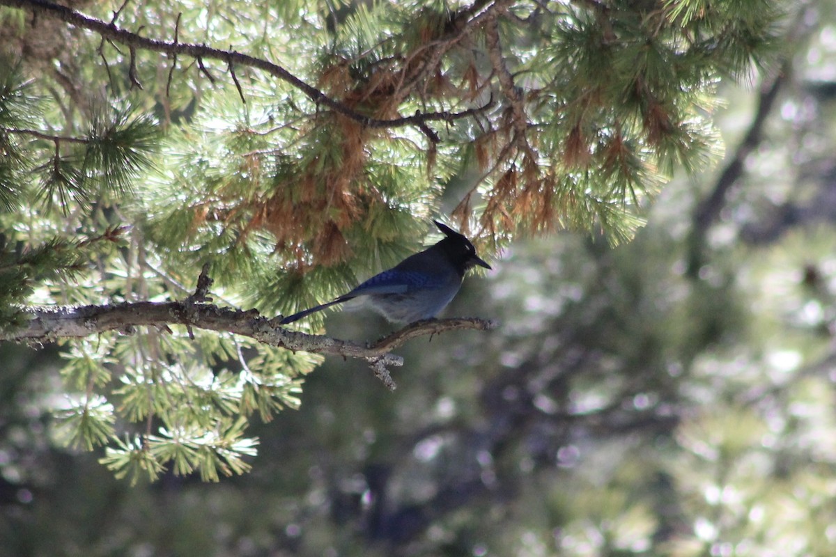 Steller's Jay (Southwest Interior) - ML595634221