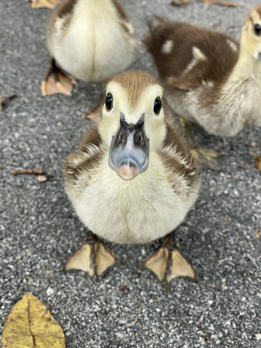 Muscovy Duck (Domestic type) - Christine Zamora