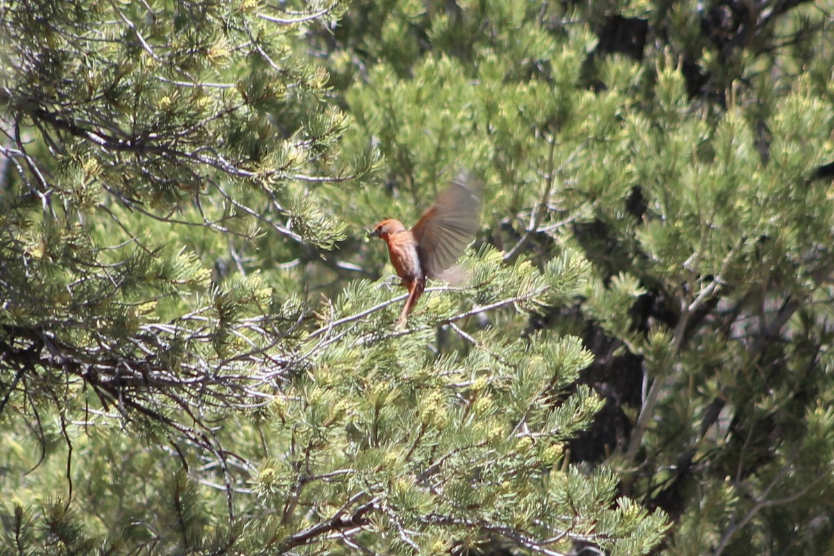 Hepatic Tanager (Northern) - ML595634681