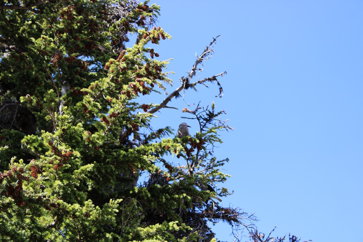 Clark's Nutcracker - ML595635591