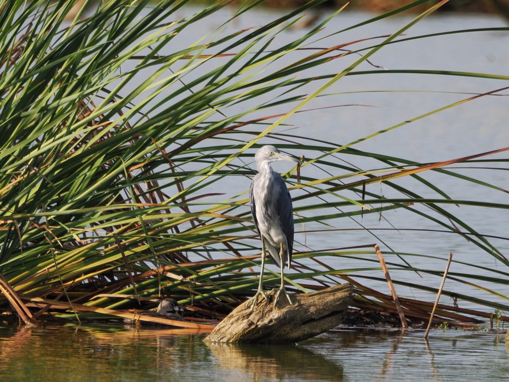 Little Blue Heron - ML595635661