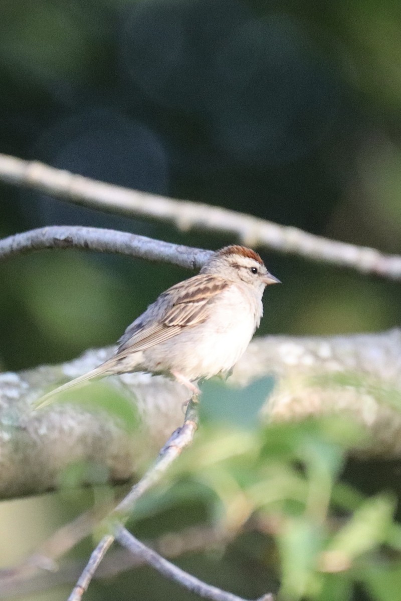 Chipping Sparrow - ML595635811