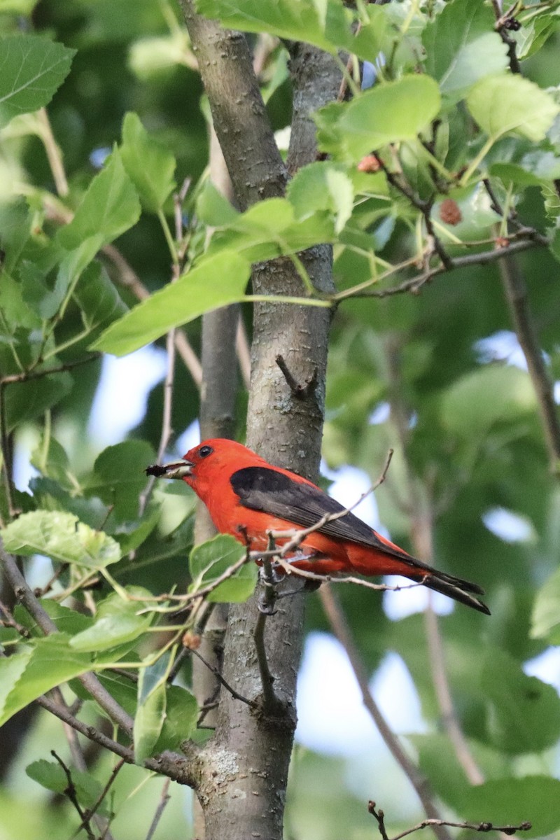 Scarlet Tanager - ML595636411
