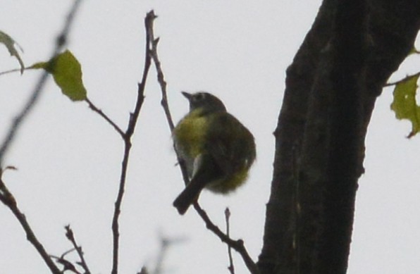 White-eyed Vireo - ML59563721