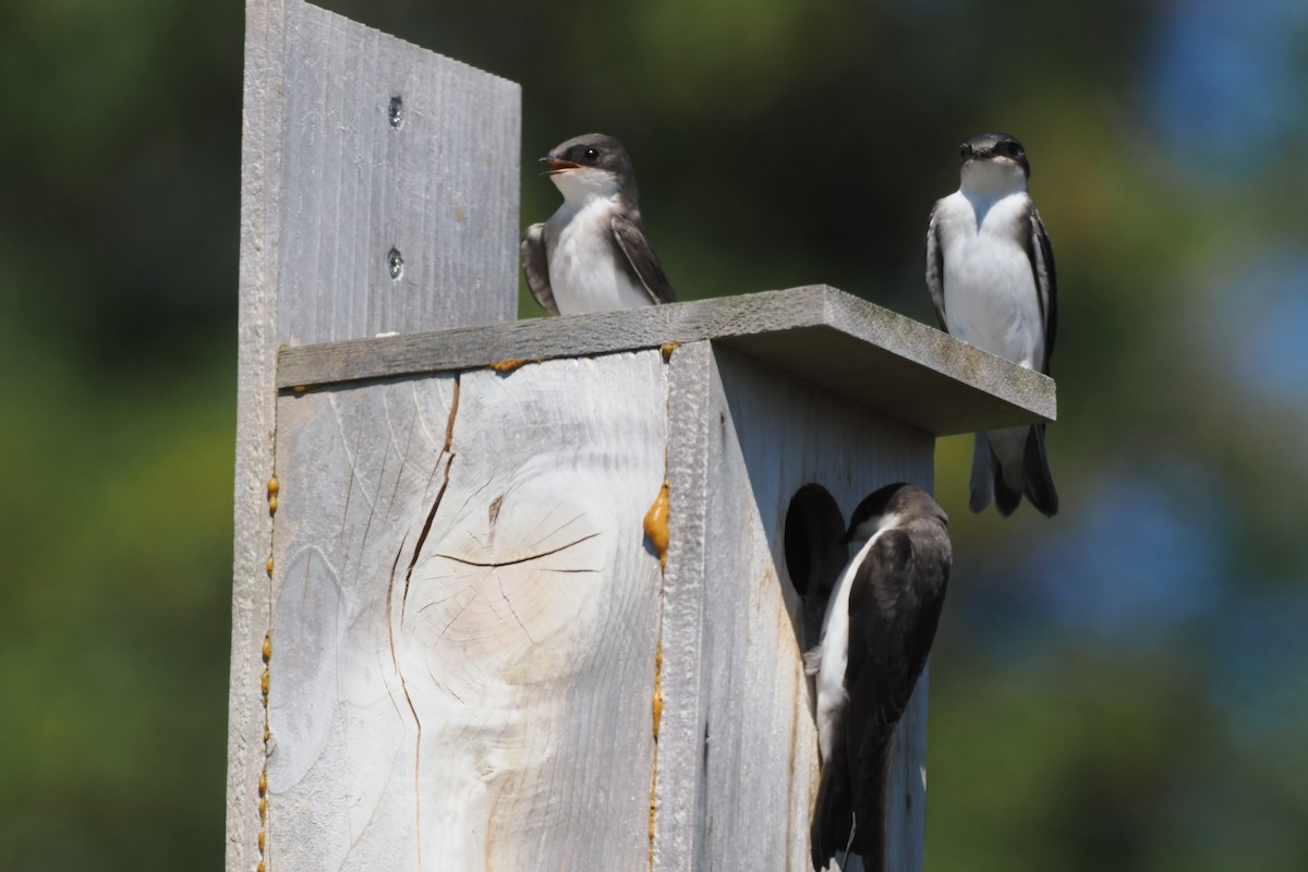 Violet-green Swallow - ML595637771