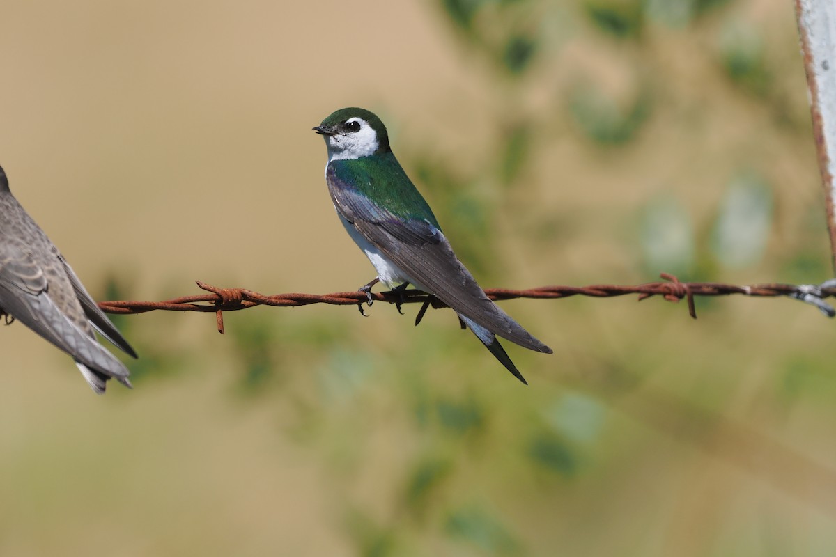 Violet-green Swallow - ML595637871