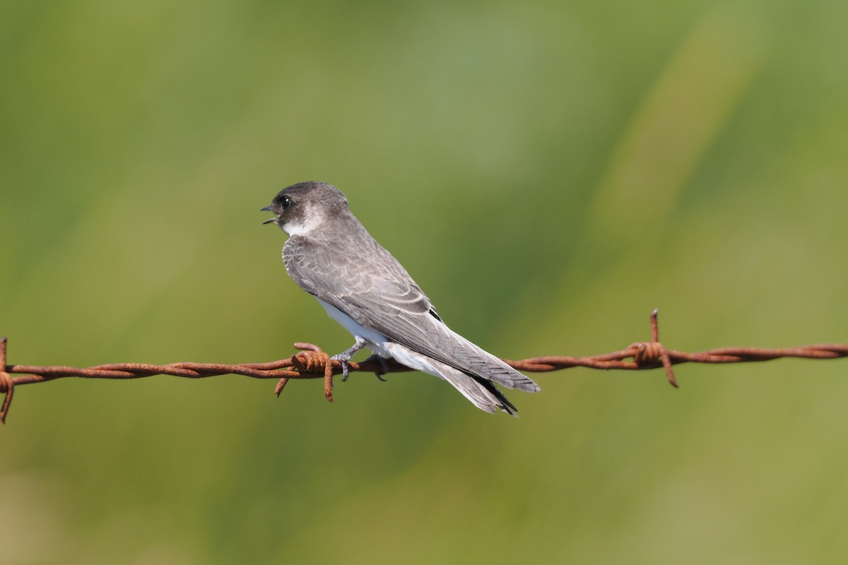 Bank Swallow - ML595638001