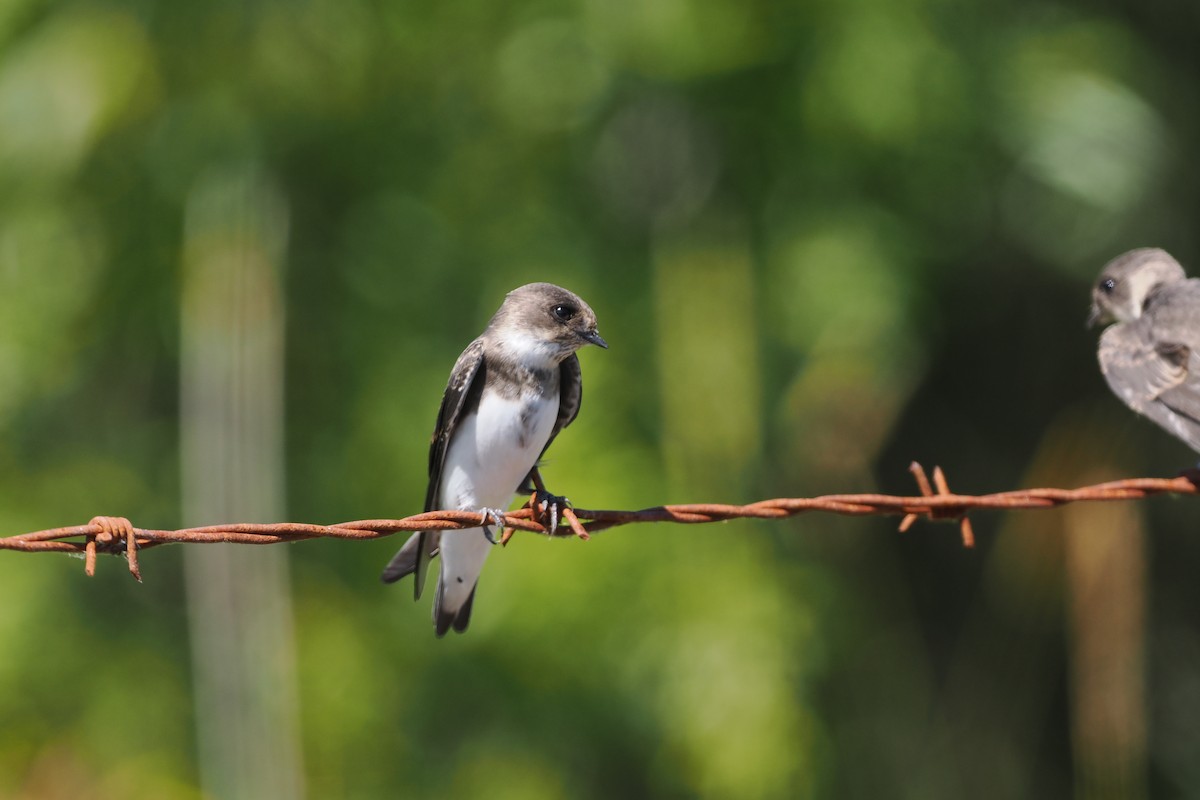 Bank Swallow - ML595638061
