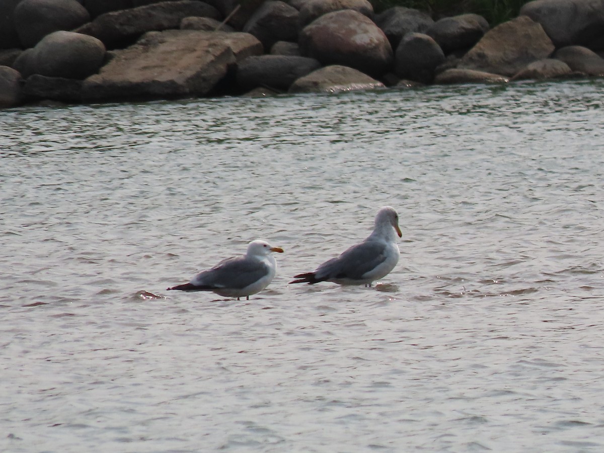 California Gull - ML595638251