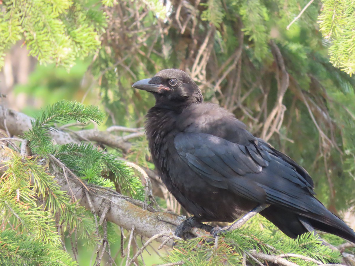 American Crow - Kerry Hjertaas