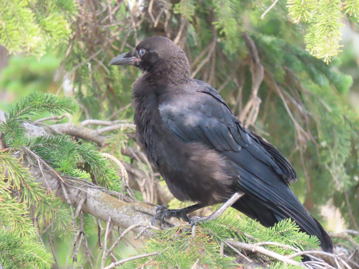 American Crow - ML595638321