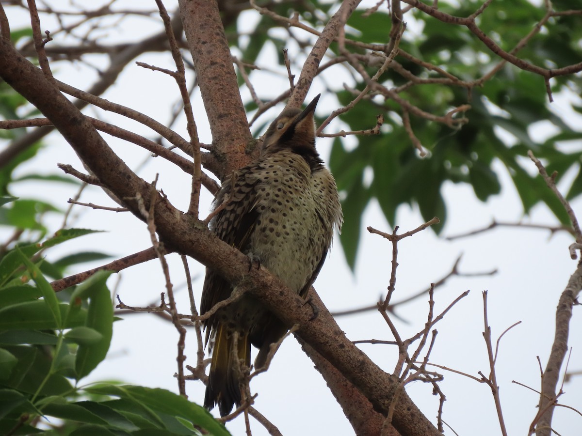 Northern Flicker - ML595638361