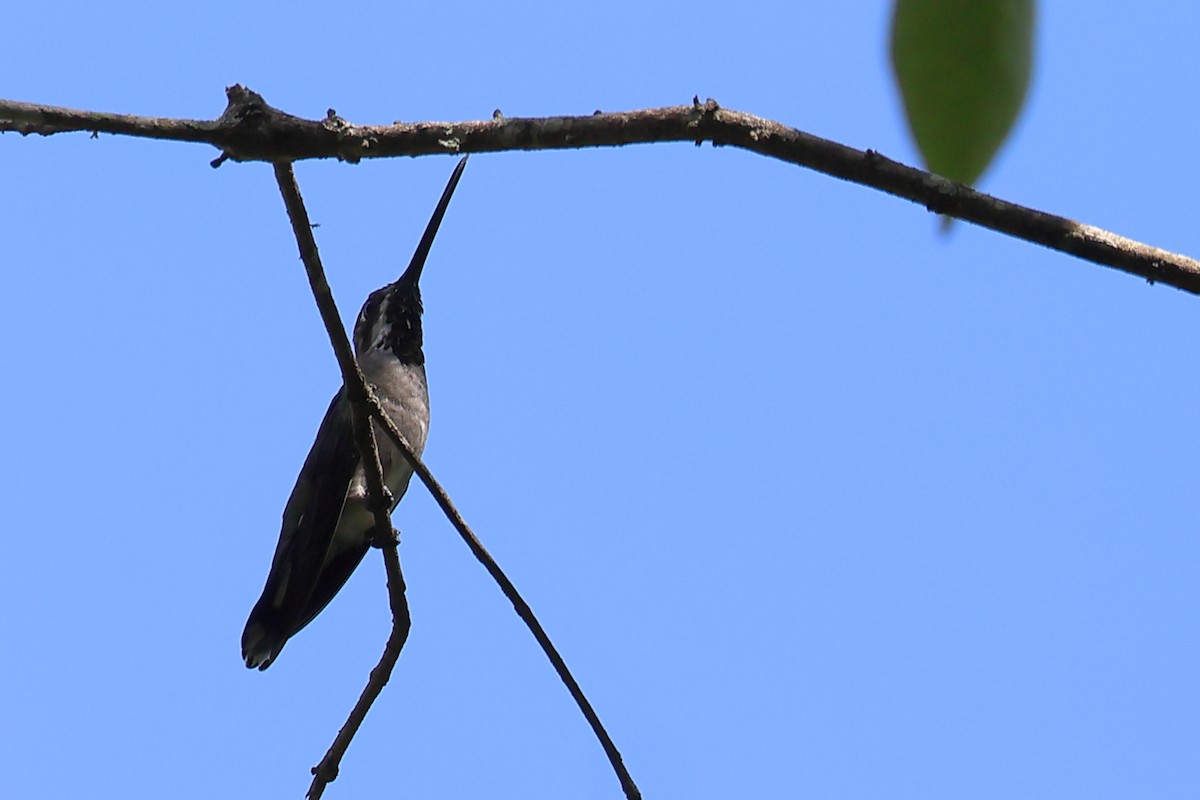 Long-billed Starthroat - ML595638371