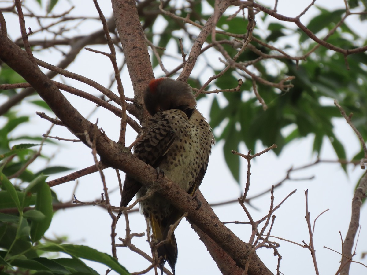 Northern Flicker - Kerry Hjertaas