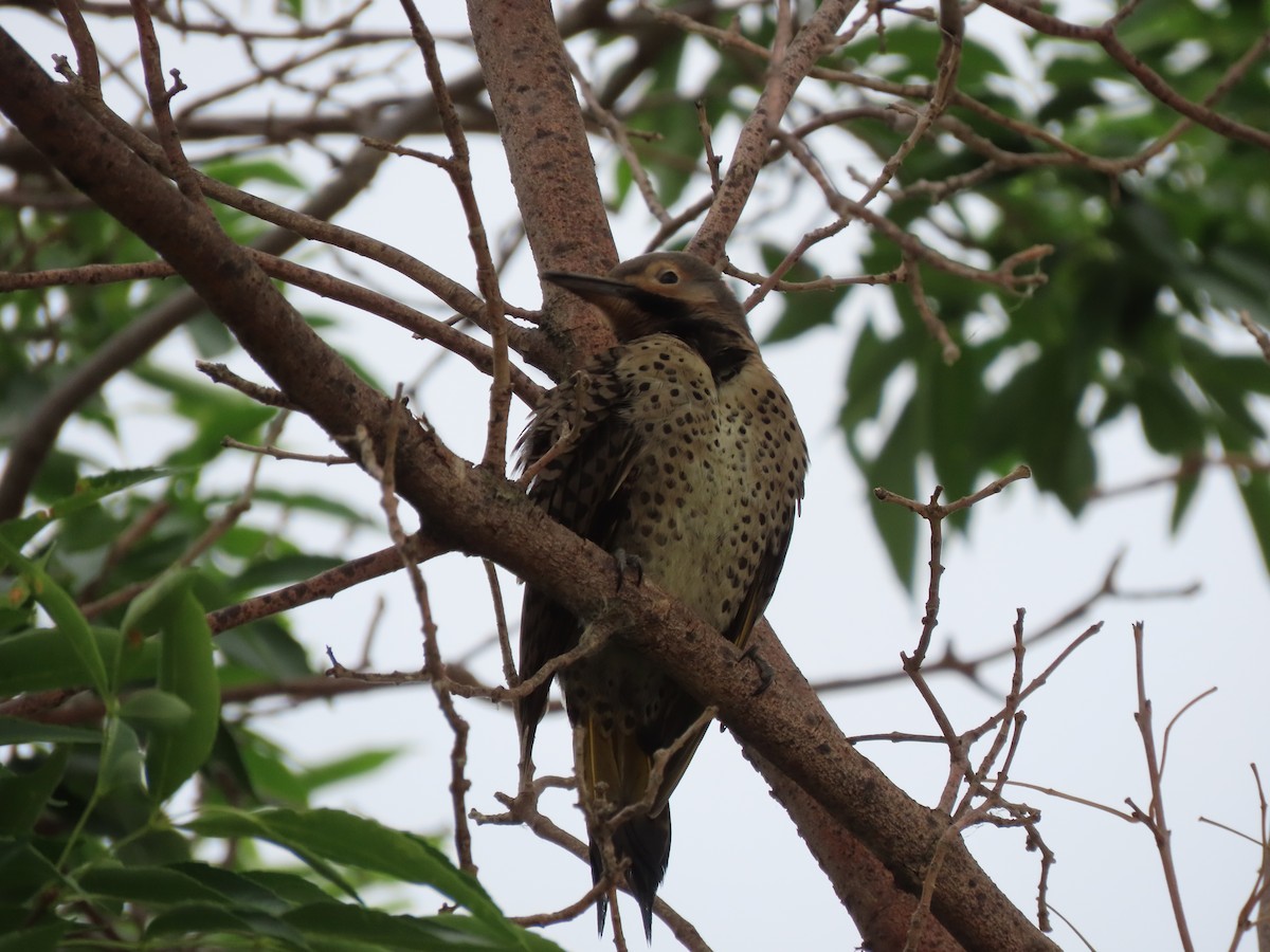 Northern Flicker - ML595638391