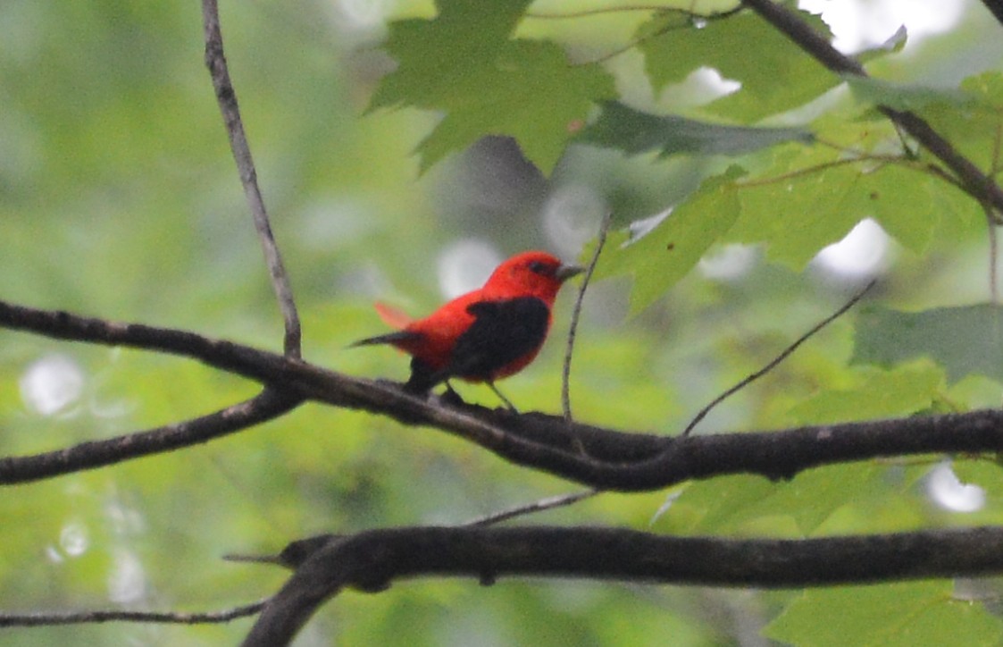 Scarlet Tanager - ML59563941