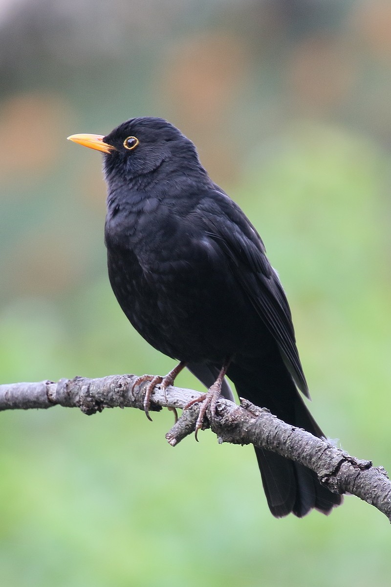 Eurasian Blackbird - ML595639431