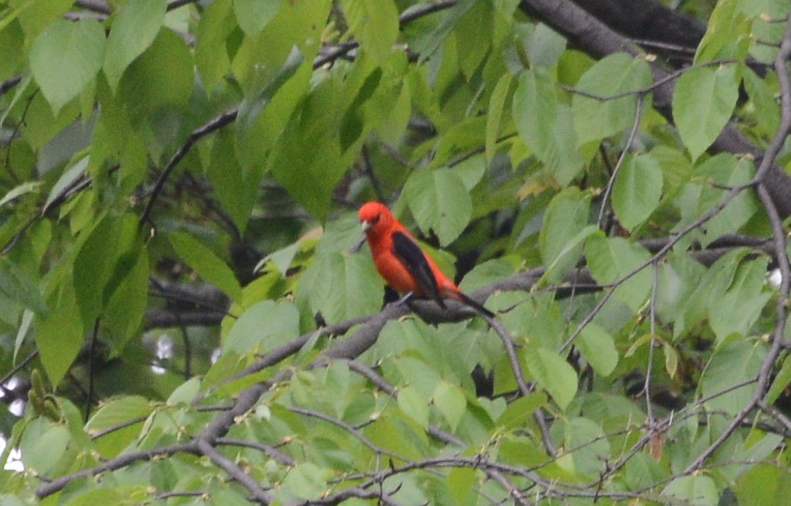 Scarlet Tanager - ML59563951