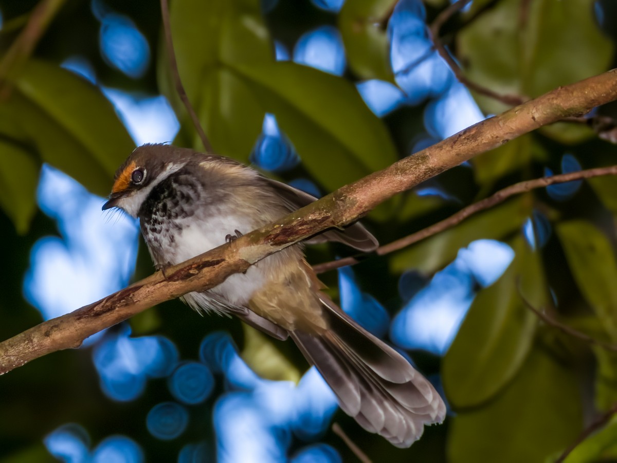 Australian Rufous Fantail - Imogen Warren