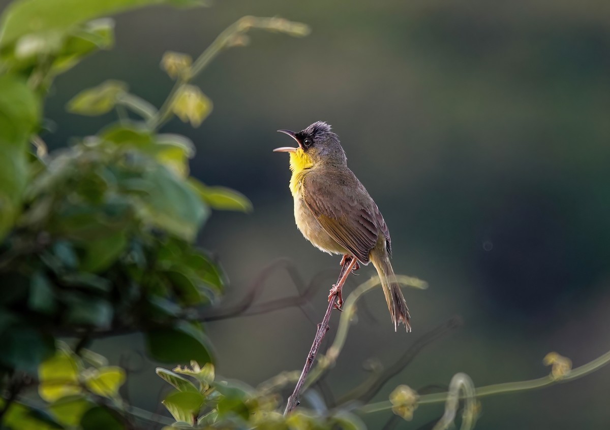 Gray-crowned Yellowthroat - ML595639691