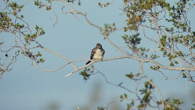 Ash-throated Flycatcher - ML595640111