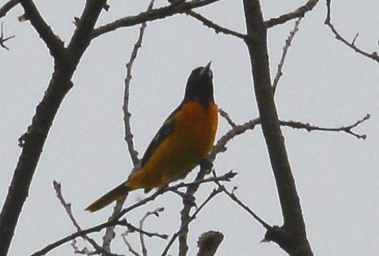 Baltimore Oriole - ML59564031