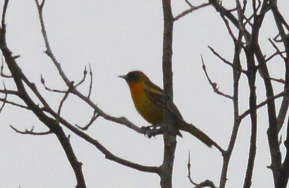 Baltimore Oriole - ML59564041