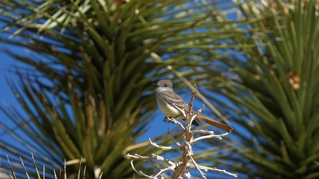 Ash-throated Flycatcher - ML595640821