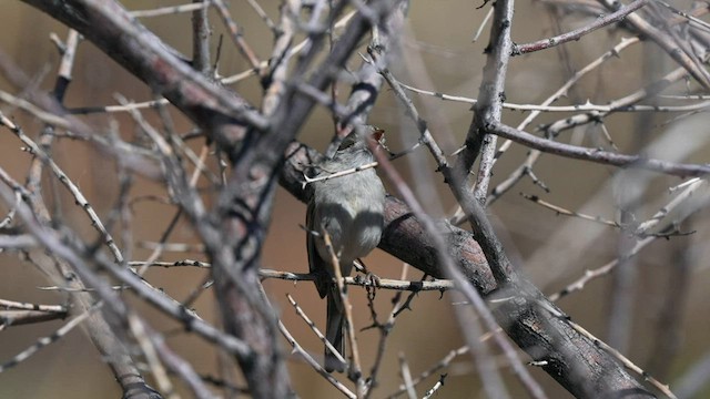 Brewer's Sparrow - ML595640831