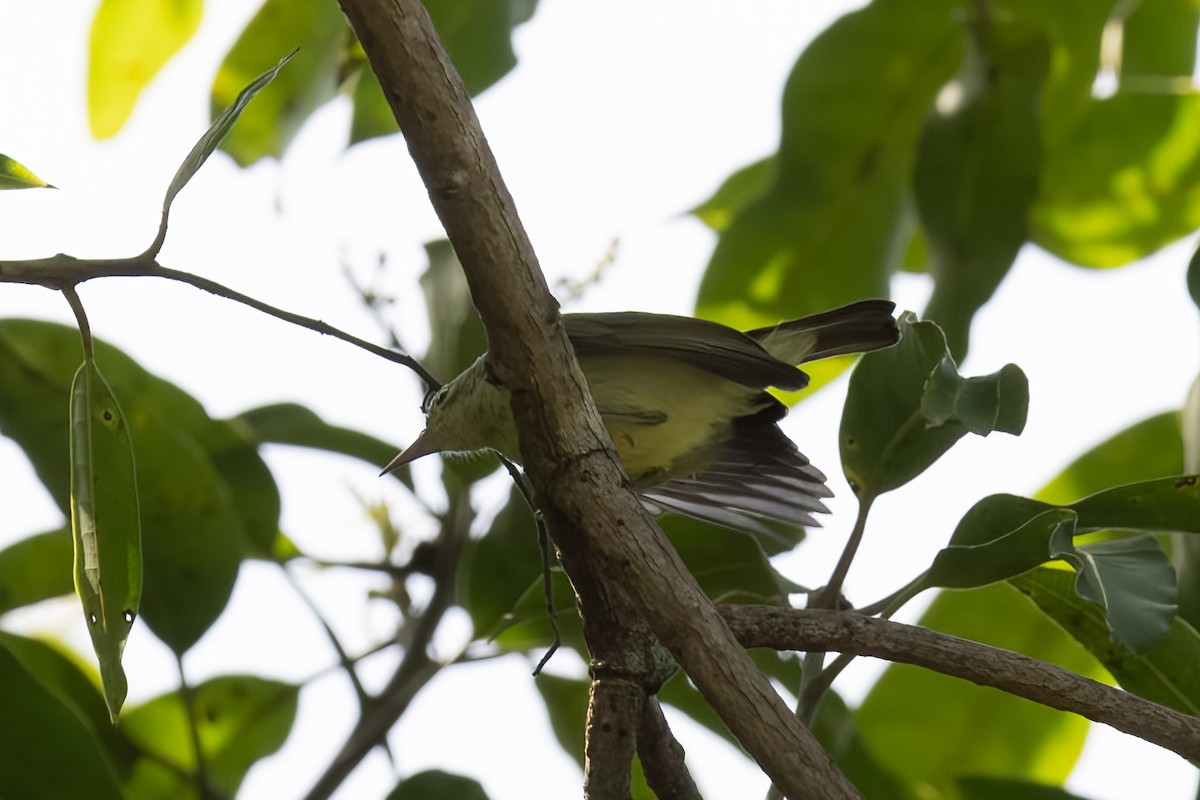 Braunkehl-Nektarvogel - ML595641011