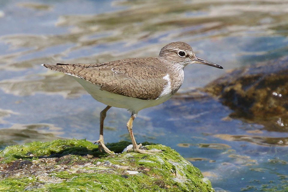 Common Sandpiper - Brano Kovačević