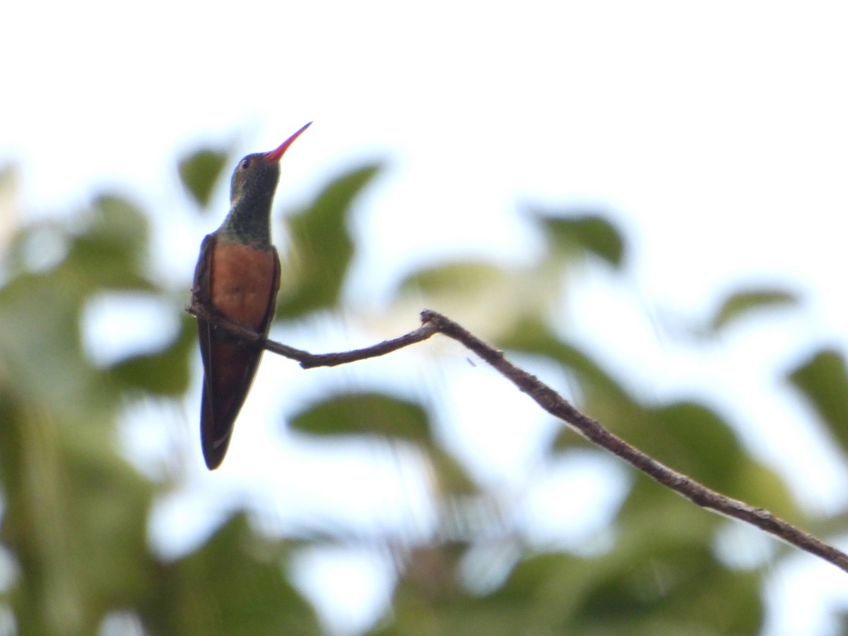 Buff-bellied Hummingbird (Yucatan) - ML595641381