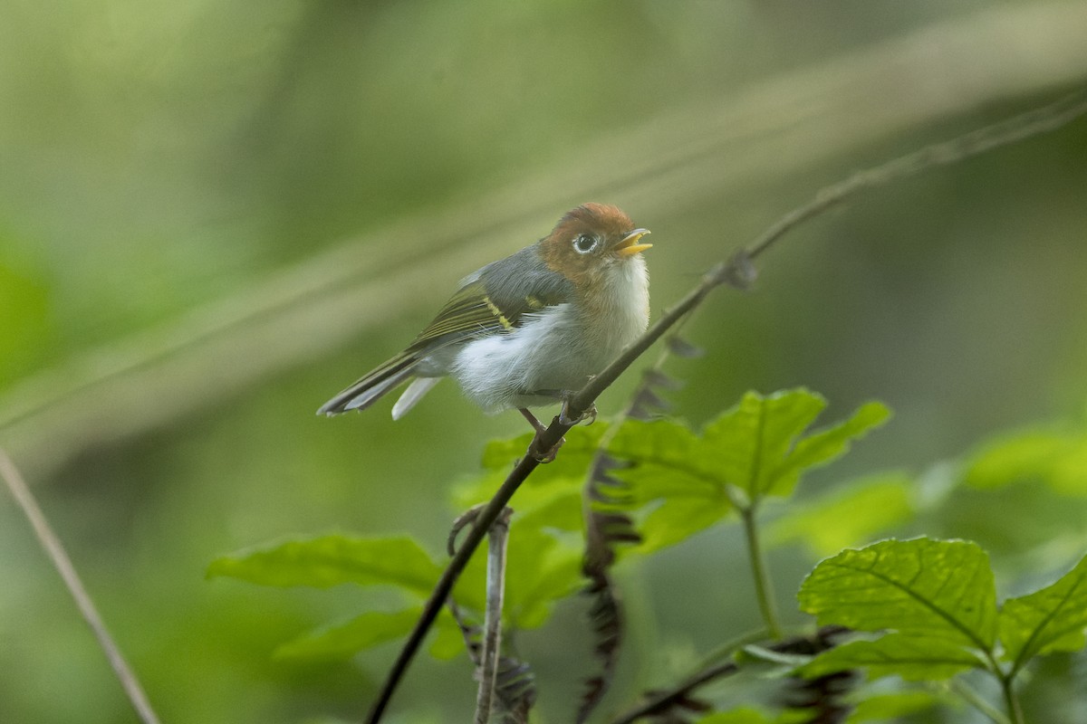 Sunda Warbler (Sumatran) - ML595641561