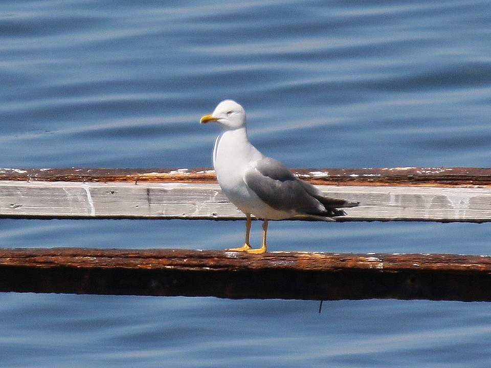 Gaviota Patiamarilla - ML595641651