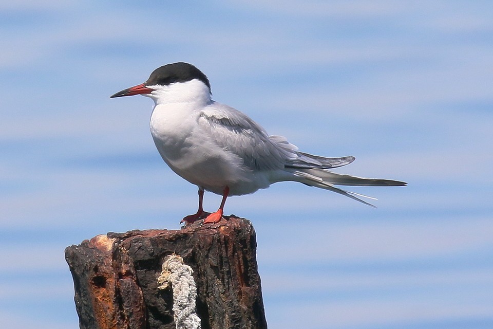 Common Tern - Brano Kovačević