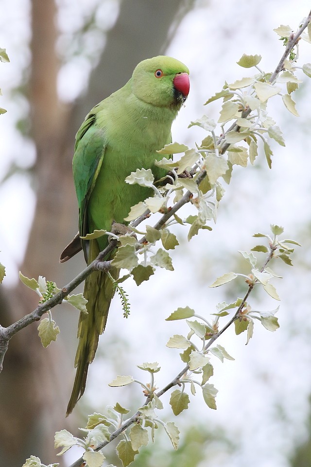 Rose-ringed Parakeet - ML595642051