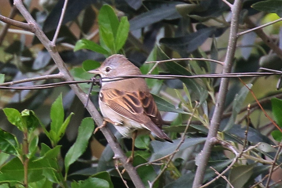 Greater Whitethroat - ML595642121